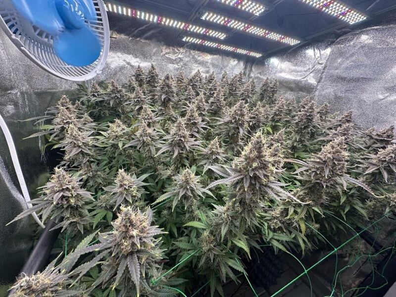 Don Carlos, Фасовка: 3, изображение 2